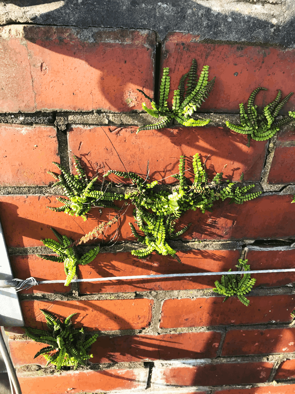 Cardiff Chimney Stacks - Recent Chimney Maintenance Works